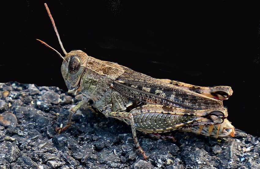 Acrididae Calliptamus italicus?.... Calliptamus siciliae